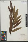 Foto von Salix triandra L. x Salix viminalis L.